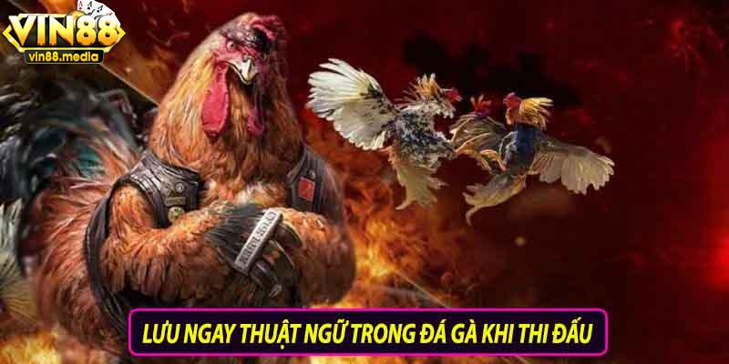 Lưu ngay thuật ngữ trong đá gà khi thi đấu
